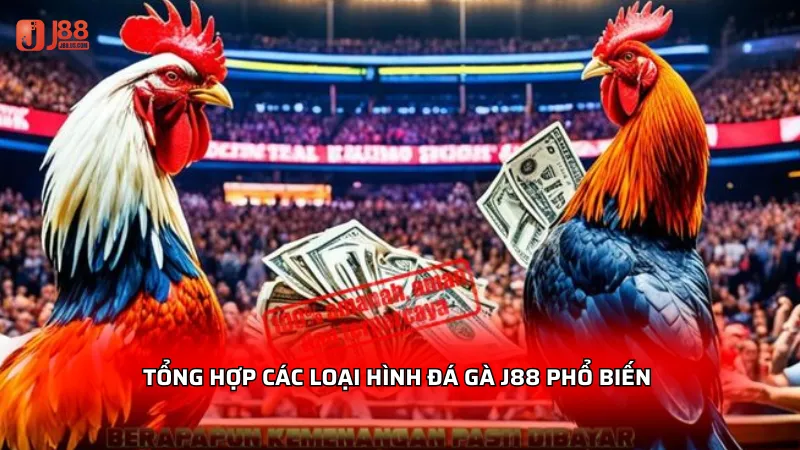 Đá gà J88 - Sảnh game trực tuyến đỉnh cao dành cho kê thủ 3 Tổng hợp các loại hình đá gà J88 phổ biến và hấp dẫn