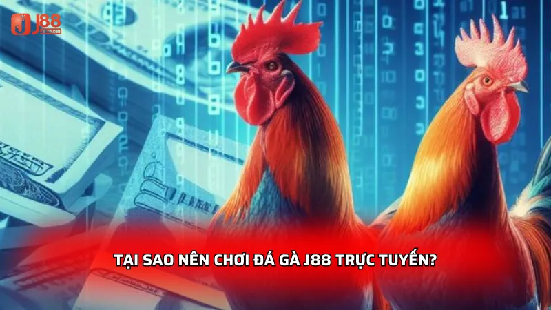 Đá gà J88 - Sảnh game trực tuyến đỉnh cao dành cho kê thủ 2 Tại sao nên chơi đá gà J88 trực tuyến?